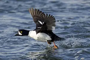 Goldeneye Prints: Picture No. 11014636
