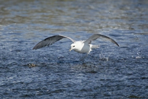 Fulmar Collection: Picture No. 11014663