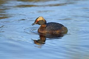 Podiceps Collection: Picture No. 11014664
