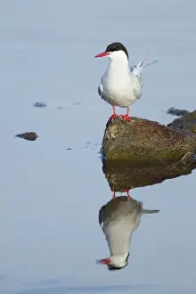Terns Prints: Picture No. 11014679