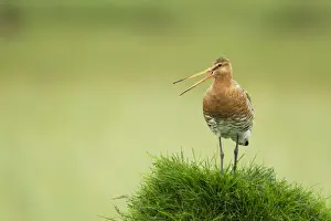Godwit Prints: Picture No. 11014685