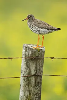 Redshanks Prints: Picture No. 11014693
