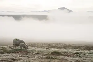 Myvatn Prints: Picture No. 11014713