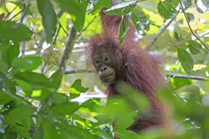 Sarawak Prints: Picture No. 11049937