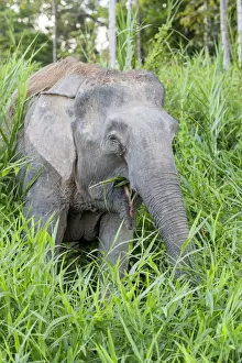 Pygmy Prints: Picture No. 11049947