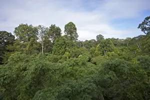 Canopy Prints: Picture No. 11049950