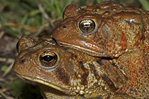 Amplexus Collection: Picture No. 11050002