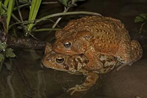 Amplexus Collection: Picture No. 11050004