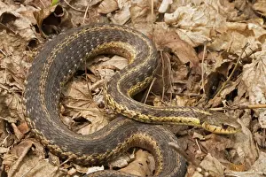 Thamnophis Prints: Picture No. 11050007