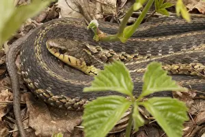 Thamnophis Prints: Picture No. 11050008