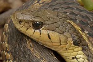 Thamnophis Prints: Picture No. 11050009