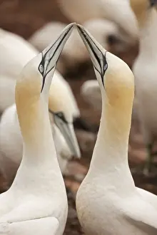 Gannets Prints: Picture No. 11050028