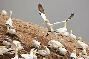 Gannets Prints: Picture No. 11050030