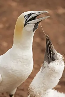 Gannets Prints: Picture No. 11050032