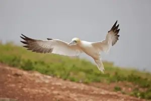 Gannets Prints: Picture No. 11050033