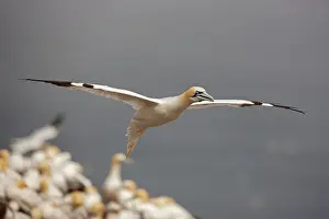 Gannets Prints: Picture No. 11050036