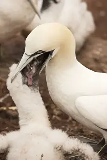 Gannets Prints: Picture No. 11050037