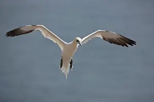 Gannets Prints: Picture No. 11050039
