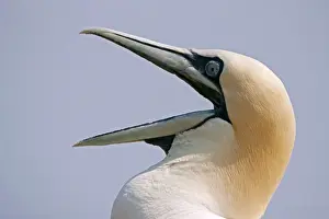 Gannets Prints: Picture No. 11050040