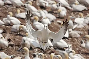 Gannets Prints: Picture No. 11050044