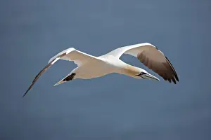 Gannets Prints: Picture No. 11050045
