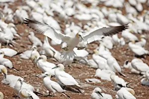 Gannets Prints: Picture No. 11050046