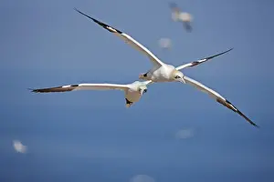 Gannets Prints: Picture No. 11050048