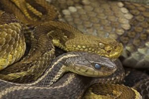 Rattlesnakes Collection: Picture No. 11050060
