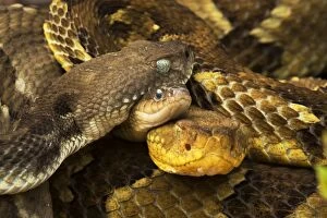 Rattlesnakes Collection: Picture No. 11050063