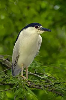 Herons Prints: Picture No. 11050084