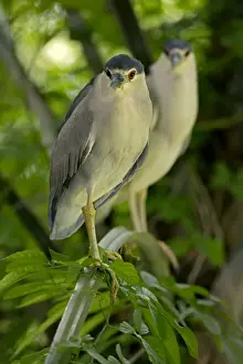 Herons Prints: Picture No. 11050085