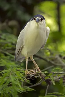 Herons Prints: Picture No. 11050089