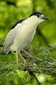 Herons Prints: Picture No. 11050090