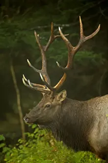 Cervus Prints: Picture No. 11050091