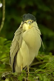 Herons Prints: Picture No. 11050159