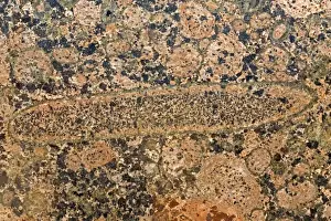 Granite Prints: Picture No. 11050166