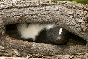 Skunks Prints: Picture No. 11050207