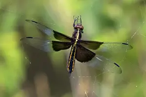 Dragonflies Prints: Picture No. 11050212