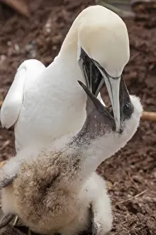 Gannets Prints: Picture No. 11050232