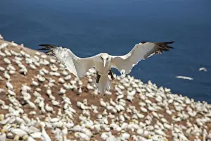 Gannets Prints: Picture No. 11050234