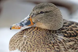 Mallards Prints: Picture No. 11050240