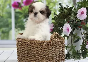 Basket Prints: Picture No. 11050297