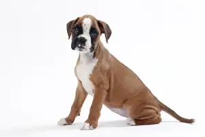 Boxer Prints: Picture No. 11050302