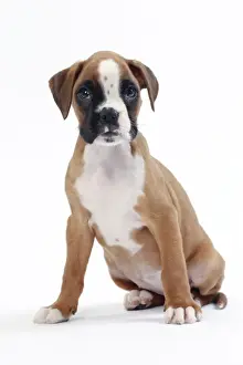Boxer Prints: Picture No. 11050303