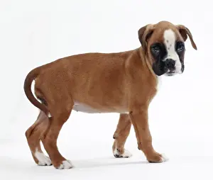Boxer Prints: Picture No. 11050307