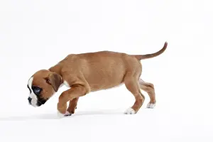 Boxer Prints: Picture No. 11050309