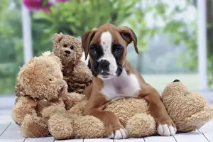 Boxer Prints: Picture No. 11050312
