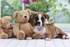 Boxer Prints: Picture No. 11050313