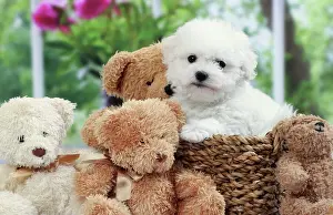 Bears Prints: Picture No. 11050315