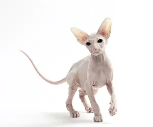 Peterbald Prints: Picture No. 11050342